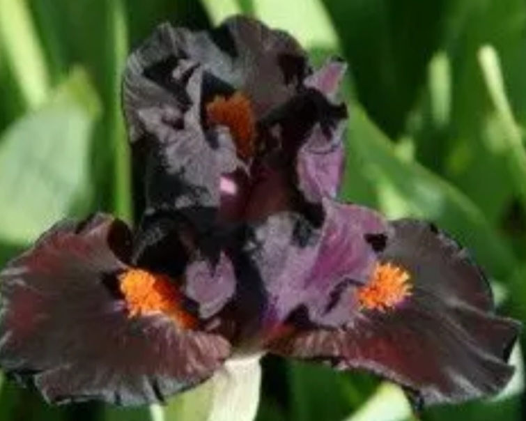 Миниатюра: Набор ирисов низкорослых 15 штук