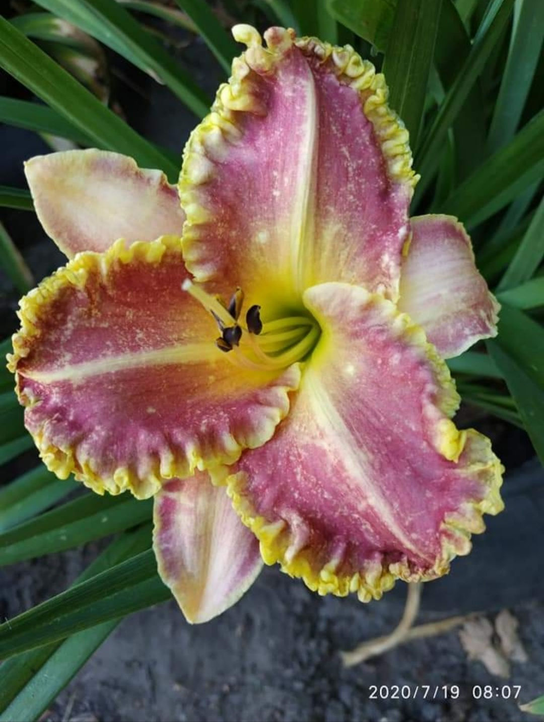 Набор лилейщиков 8 штук