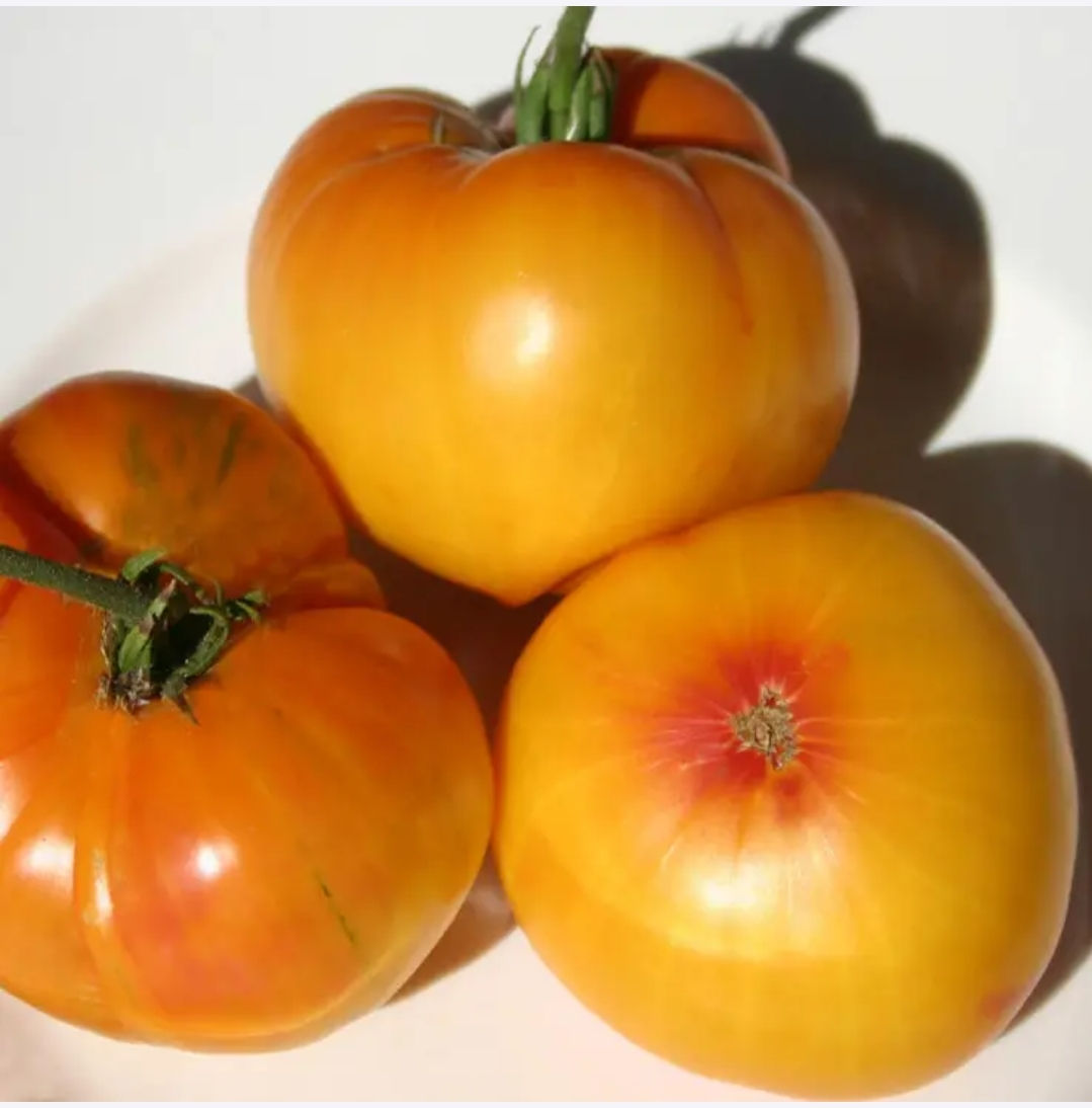  Томат Зірка Техасу (США) 10 штук 