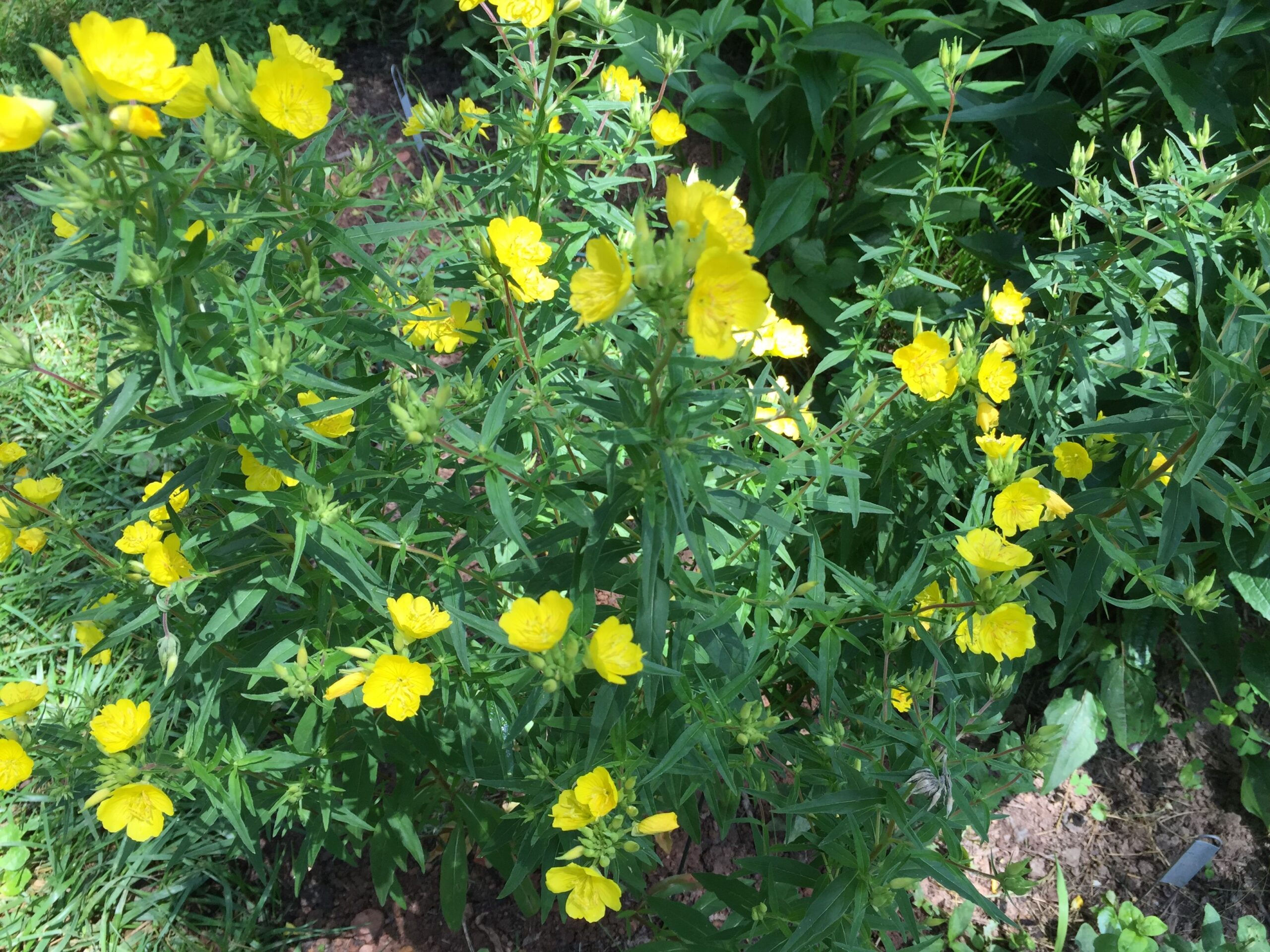 Sundrops (Oenothera fruticosa)
