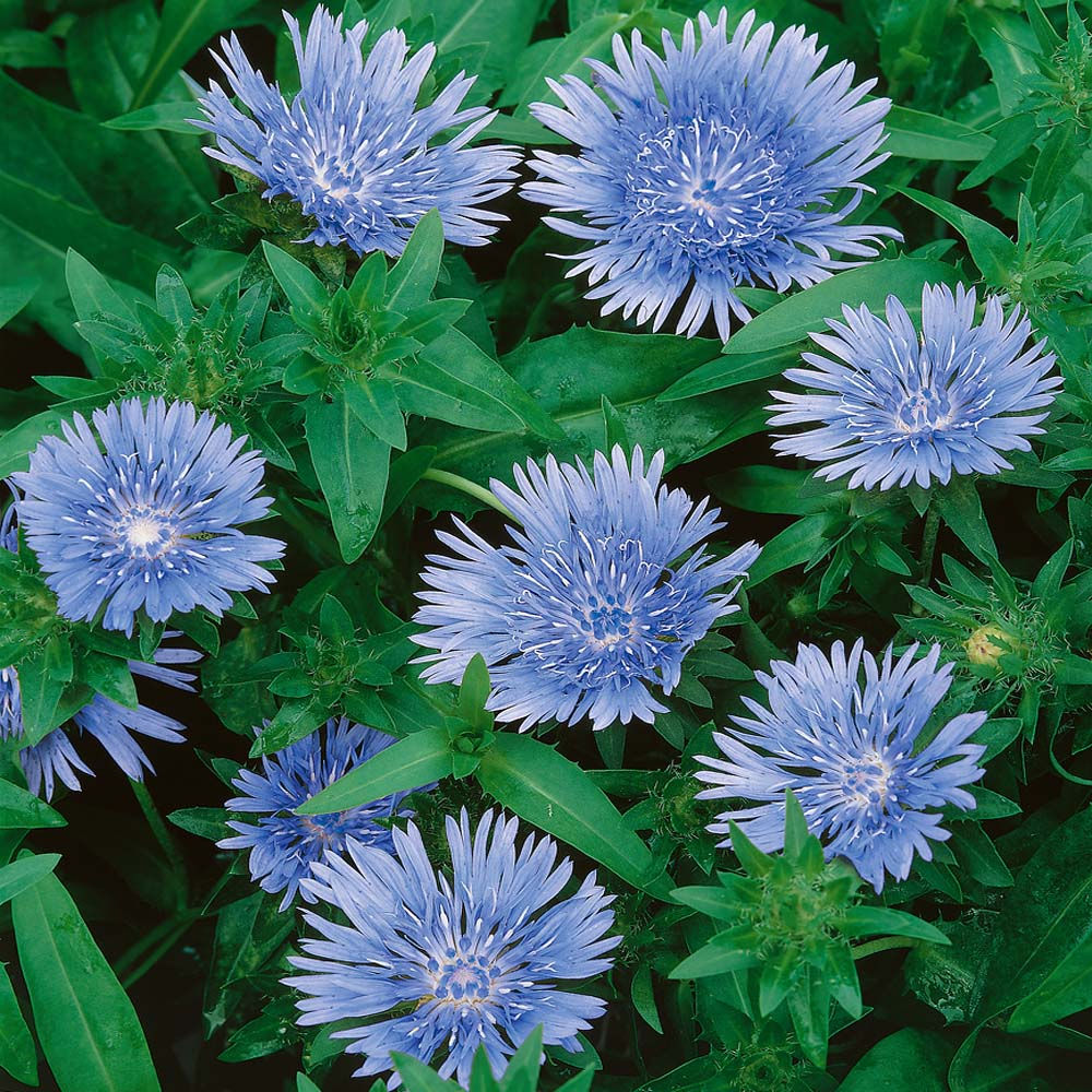 Stokes Aster 'Blue Star(Stokesia laevis 'Blue Star)