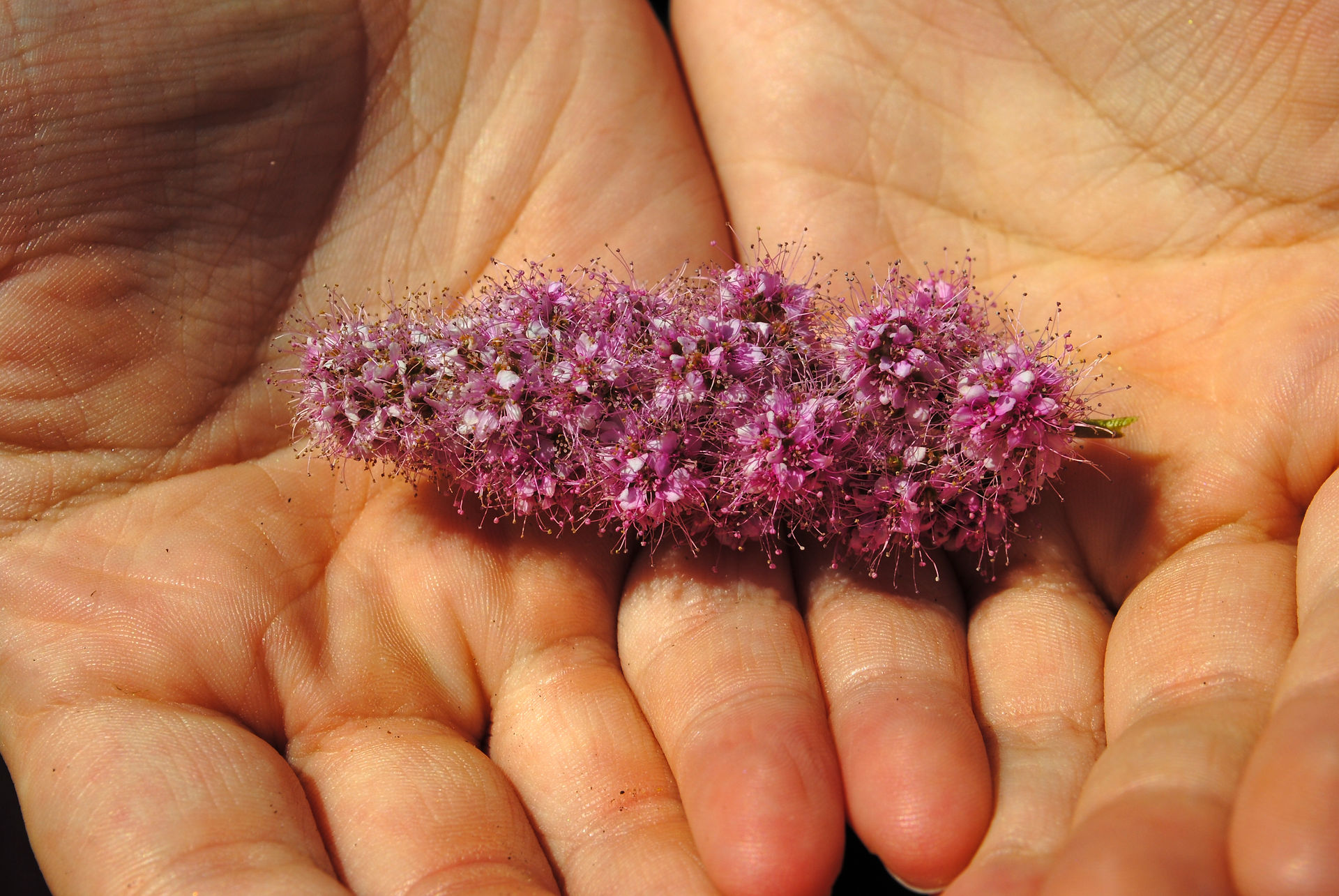 plants in hands.4
