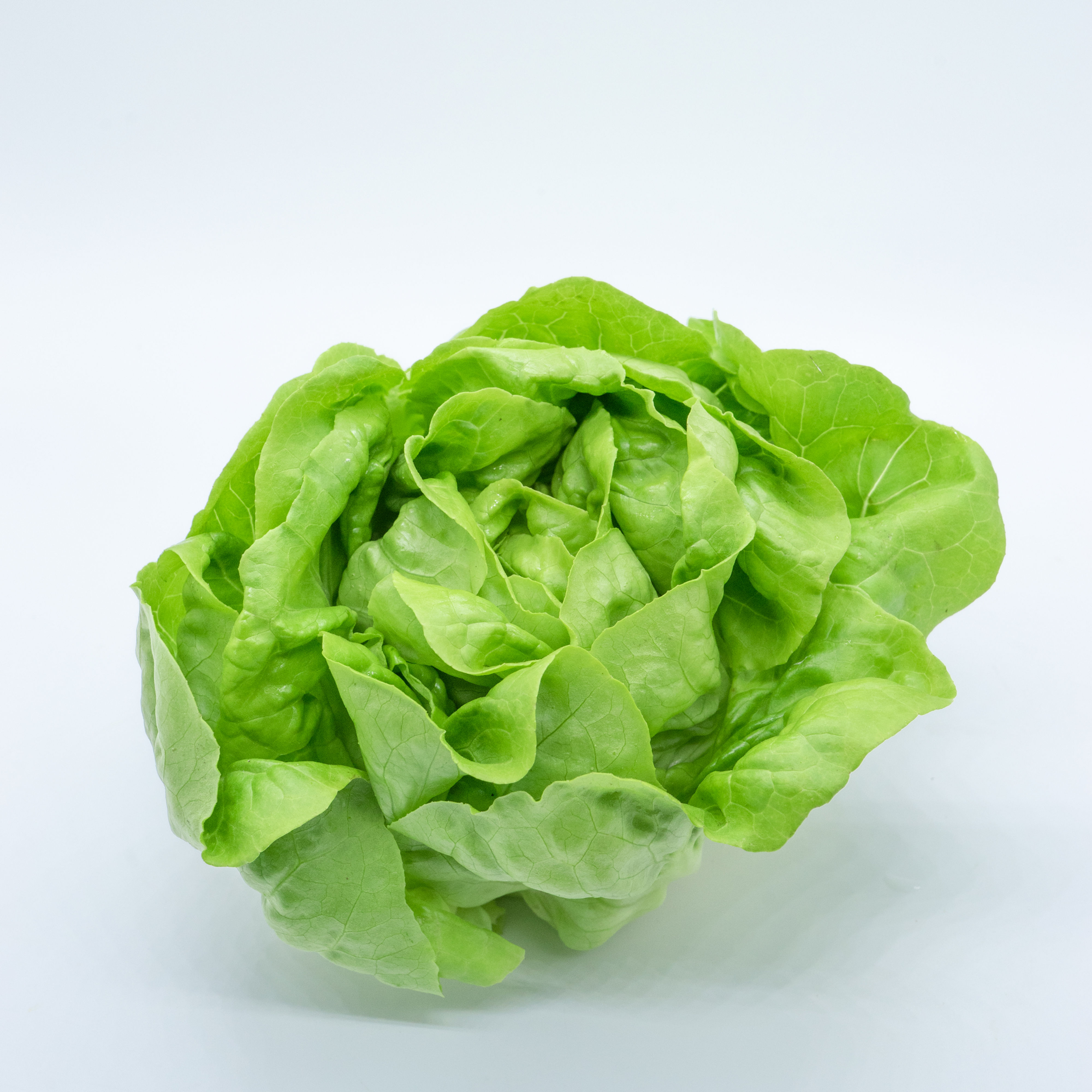 Butterhead บัตเตอร์เฮด