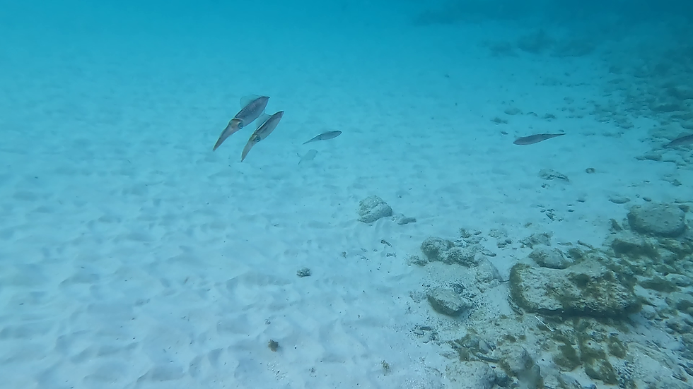 Caribbean Ref Squid in Trunk Bay on St. John US Virgin Islands