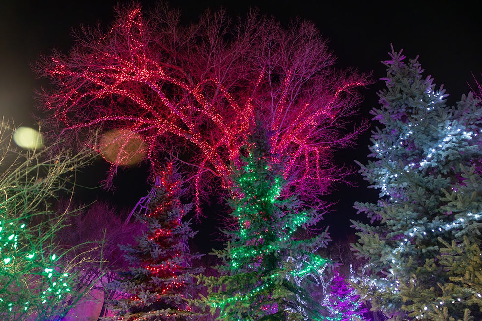 Trees in the Calgary Zoo lit up with Christmas lights