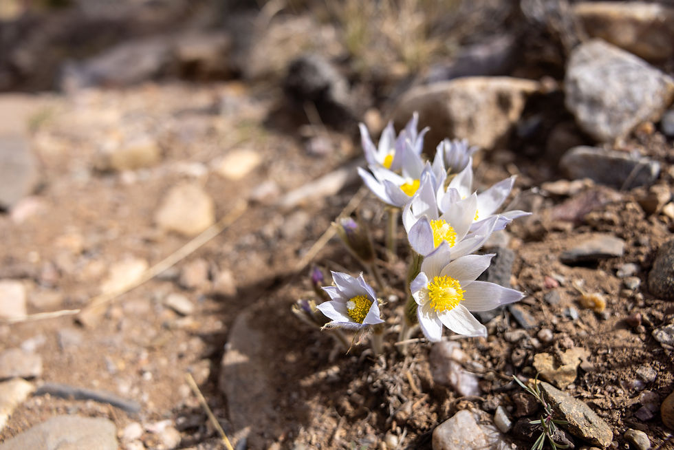 White wildflowers with yellow centers blooming on rocky desert soil in bright sunlight, shallow focus, calm natural scene