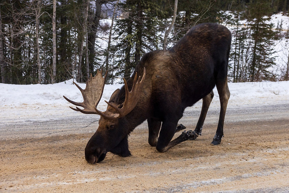 A moose bent over eating salt off the road in Jasper National Park