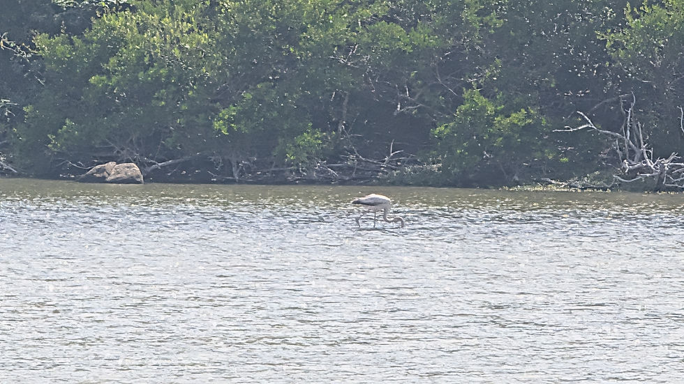 Flamingo in the Salt Pond of St. John US Virgin Islands