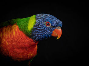 Diet for Rainbow Lorikeets