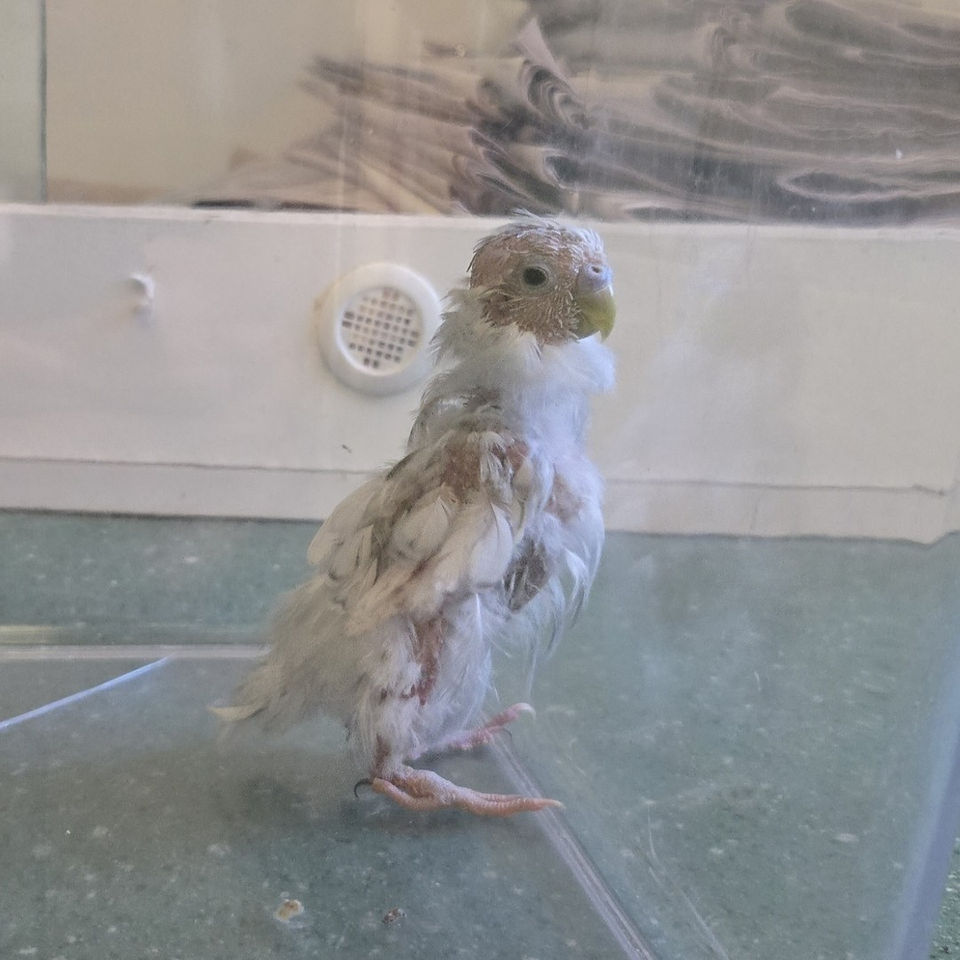 Budgie with severe PBFD signs