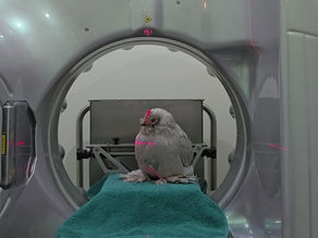 belgian dccule in a CT machine