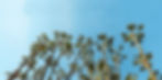 olivetree.jpg