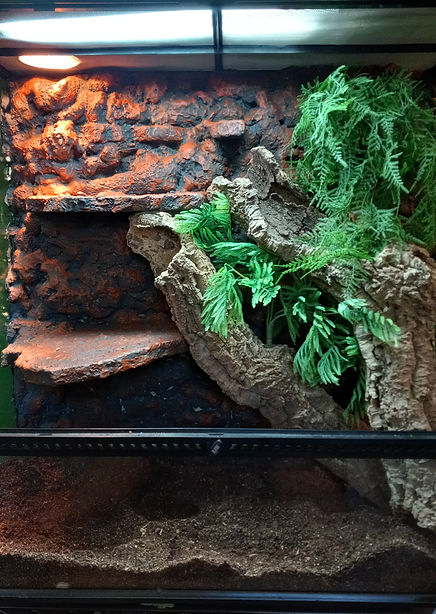 black_headed_monitor_enclosure