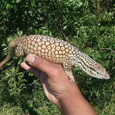 rathalos_male_yellow_ackie