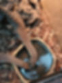 Kimberley_Rock_Monitor_Drinking.jpg