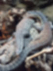 Kimberley_Rock_Monitor.jpg