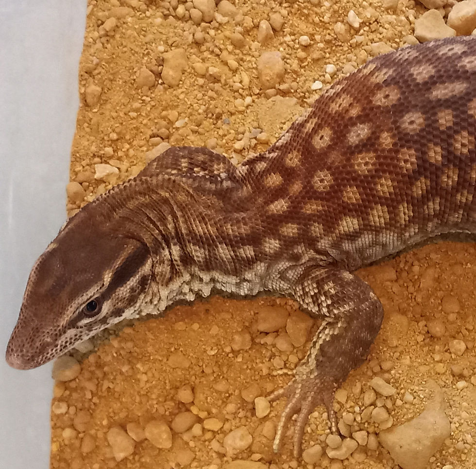 Sub Adult Male Yellow Ackie Monitor(SAMYAM4)