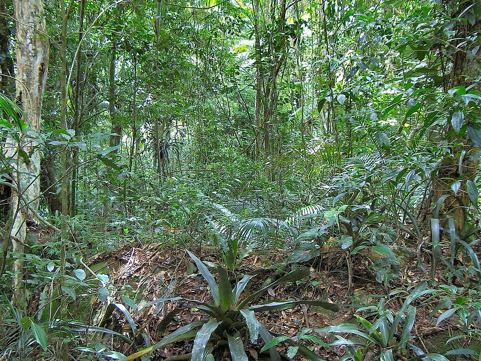 trees (87) - Copy.jpg