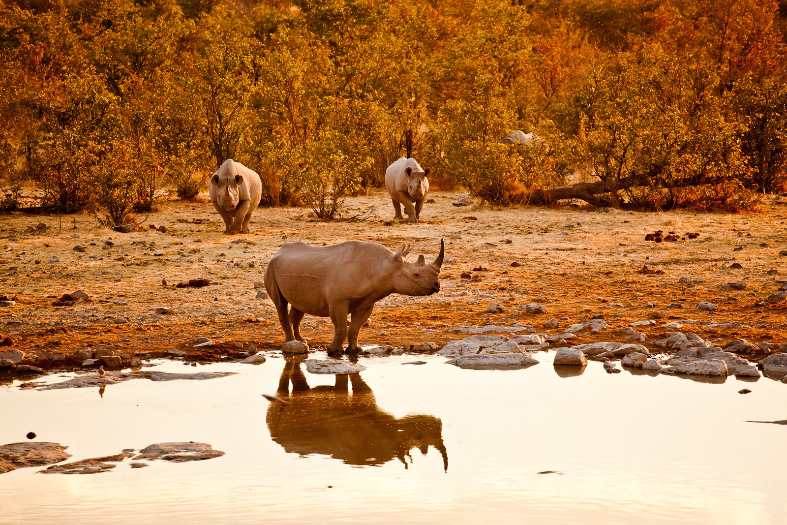 African White Rhino Print