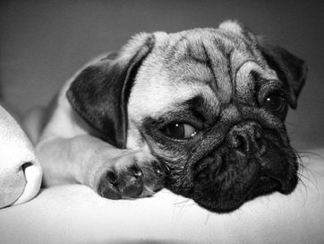 收納知識|永遠整理不完的房間?小心!你已掉入「習得無助感」