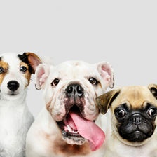 Uso do Biodigestor Homebiogas em canil