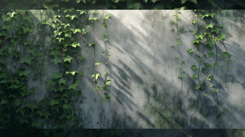 Close-up of a concrete wall with green ivy vines climbing across the surface, casting soft shadows in natural light.