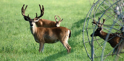 DSC_6158_edited