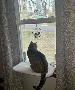 Mylah of Susan's Pampered Pet Care in Naugatuck