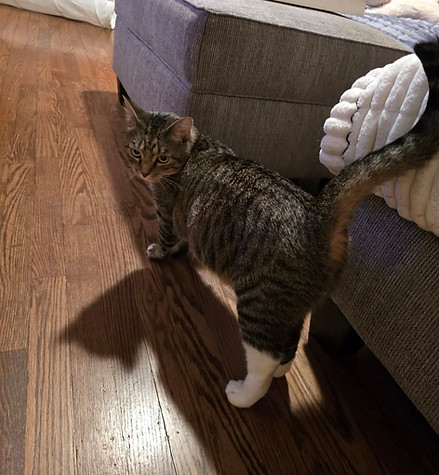 Tabby cat Mylah with white boots exploring her new home.jpg