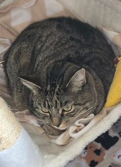 Mylah of Susan's Pampered Pet Care