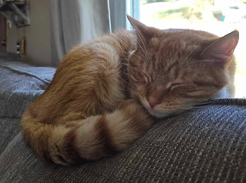 Jasmine the orange cat lays curled up on the back of a couch in front of a sunny window. Jasmine was an integral part of Susan's Pampered Pet Care Businss and major ispiration for accepting more cat sitting clients in Naugatuck.