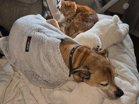 Tails of Friendship: What to Expect After Introducing Your Cat and Dog