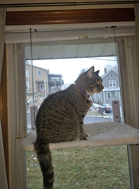 So happy that we have been able to help Mylah and so many clients by being Fear Free Certi