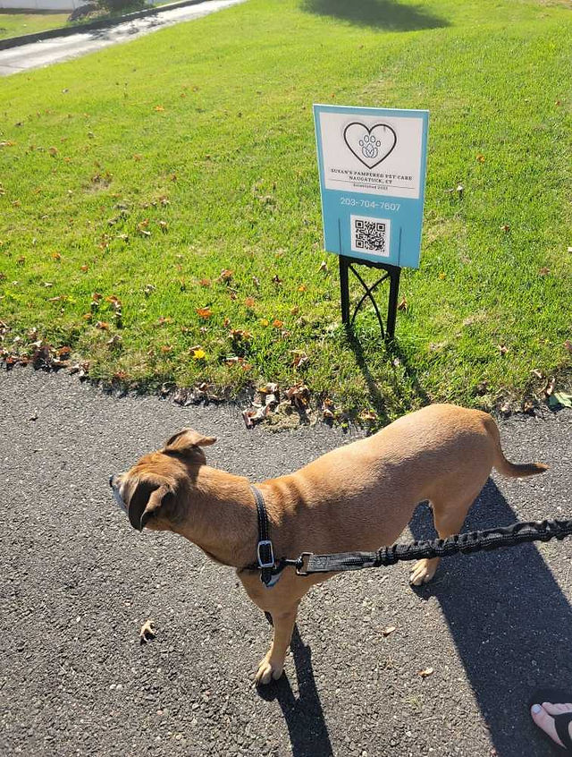 Molly of Susans Pampered Pet Care standing on asphalt next to sign with scattered autumn leaves