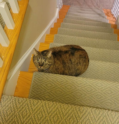 Cat sitting on stairs during a cat care visit in Naugatuck while owners are away