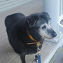 Jacqueline review for dog Bruce and Susa