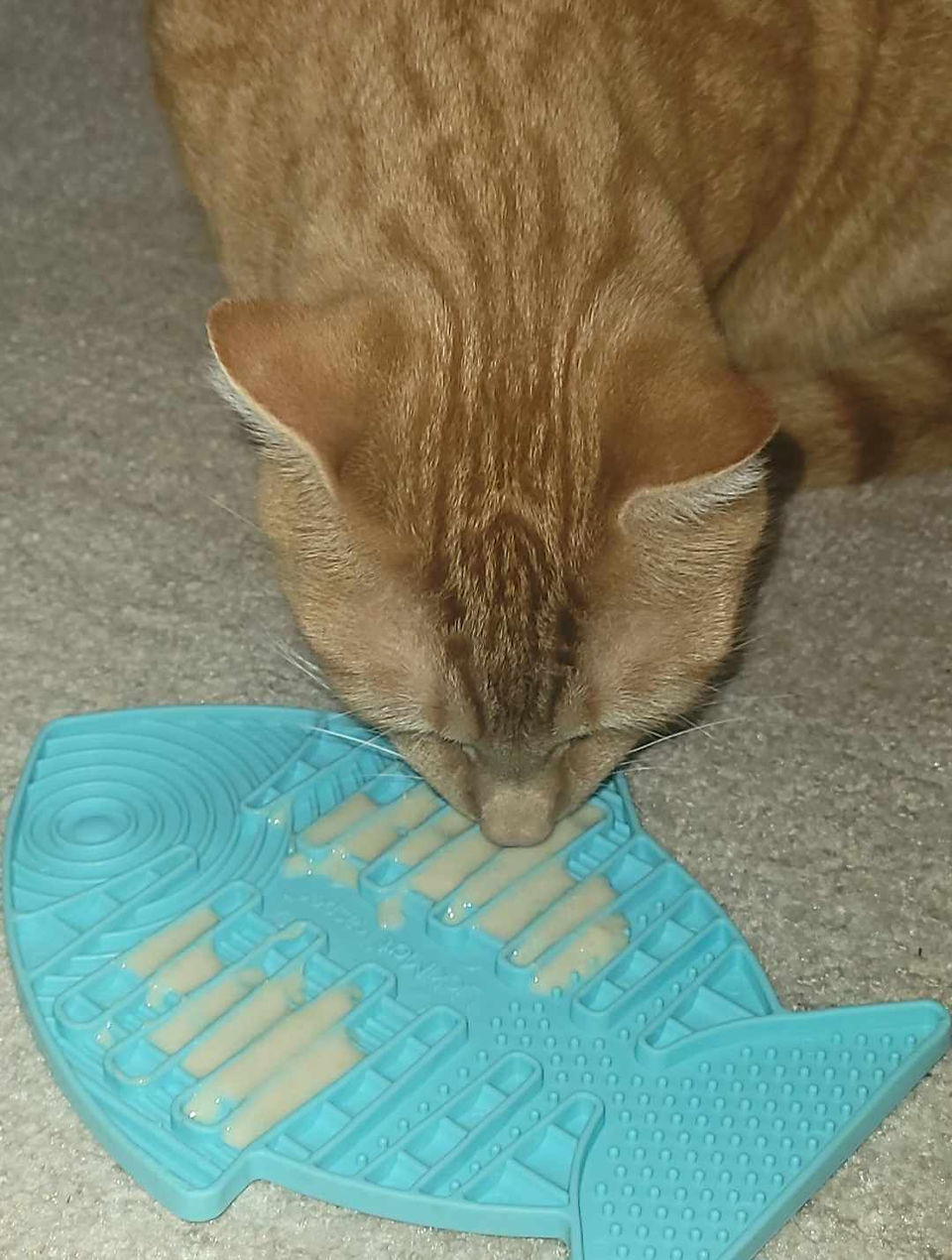 orange striped cat licking a blue colored lick mat