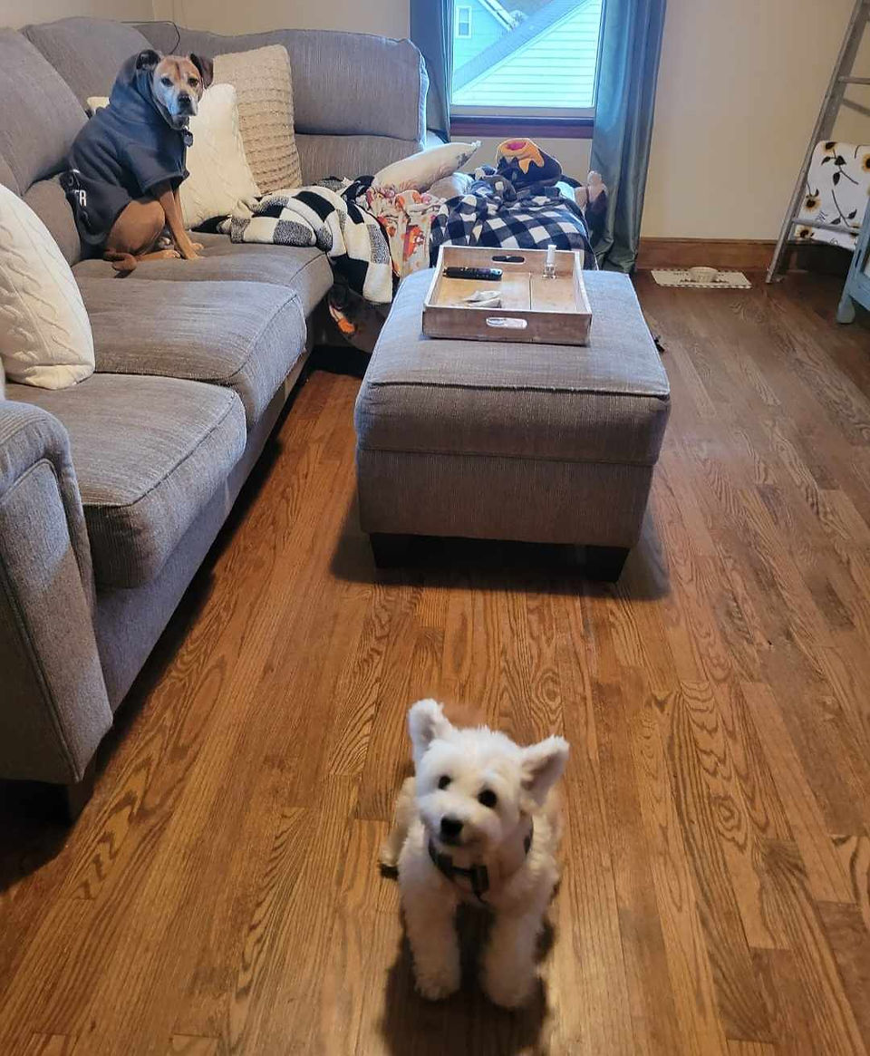 small white dog on hardwood floor at pet sitters house while owners travel creates comfort and safety over a boarding facility