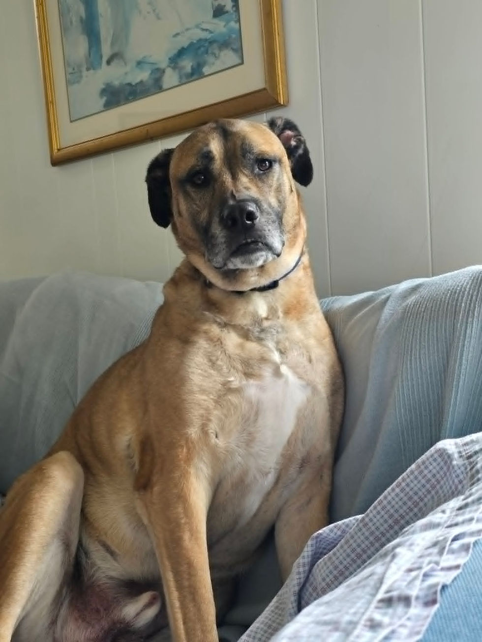 Cesar's Fear Free Journey: Why Compassion Comes Before Confidence