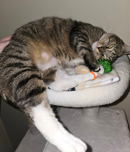 Former foster Mylah showing how happy she is after being adopted from a cat rescue and how working with a Fear Free Certified pet sitter can make an incredible difference! 