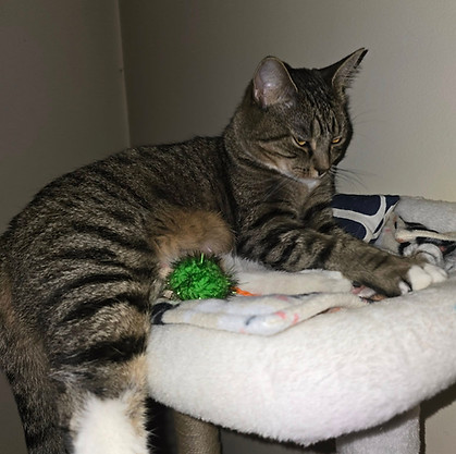 Former foster Mylah loves her toys and cat tower in her new forever home.jpg