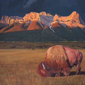 Stunning Bison and bison herd roaming on land in front of Canmore (Canada) mountains on a Fall day.