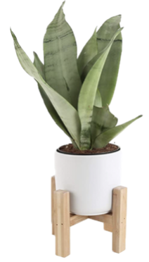 Snake Plant