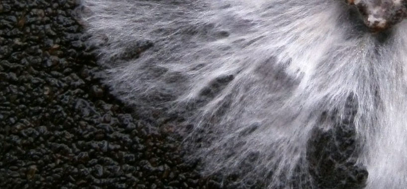 Oyster_mushroom_(Pleurotus_ostreatus)_mycelium_in_petri_dish_on_coffee_grounds.jfif