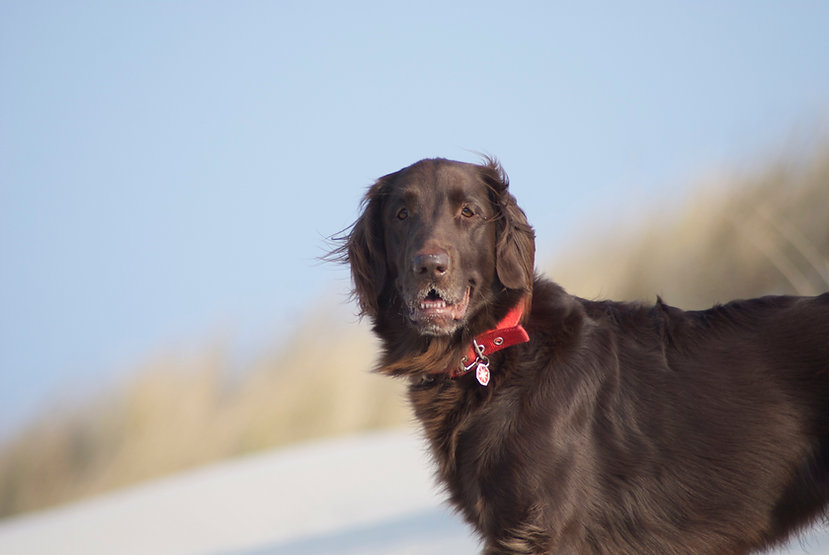 Start WAS WILL MEIN HUND? Hundeerziehungsberatung Elsdorf