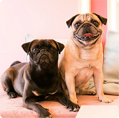 cuppa pug dogs smiling