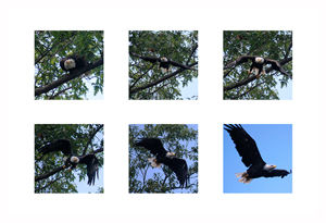 Cazenovia Eagle - Artist's Polyptic