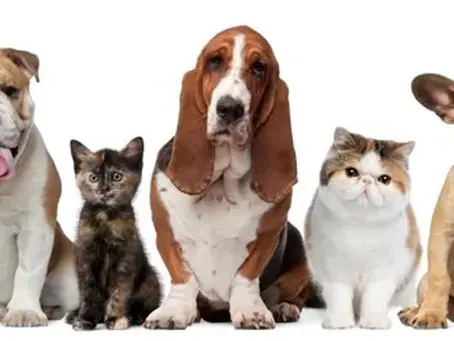 Vous êtes propriétaire d’un animal : connaissez-vous vos droits et vos obligations?