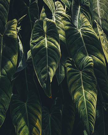 Tropical Leaves