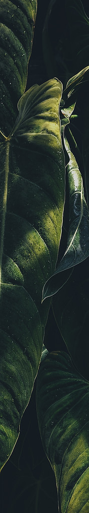 Tropical Leaves
